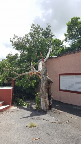 árbol caído en SNC