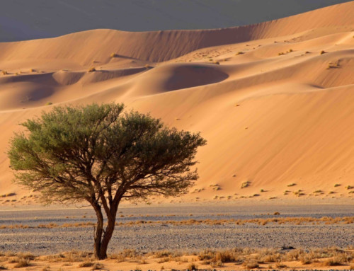 Florecer en el Desierto (Primera Parte)