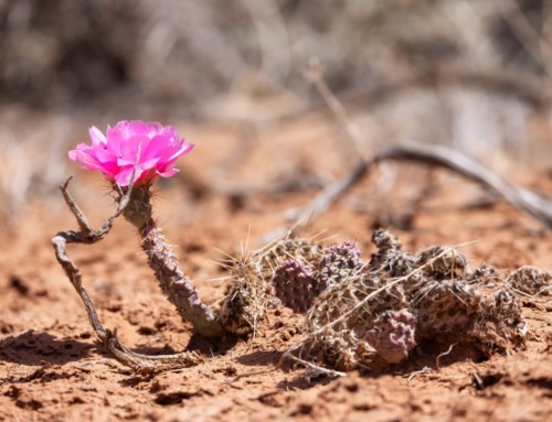 Florecer en el Desierto (Segunda parte)